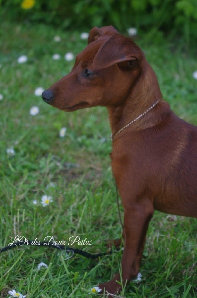 L'or Des Doux Poilus