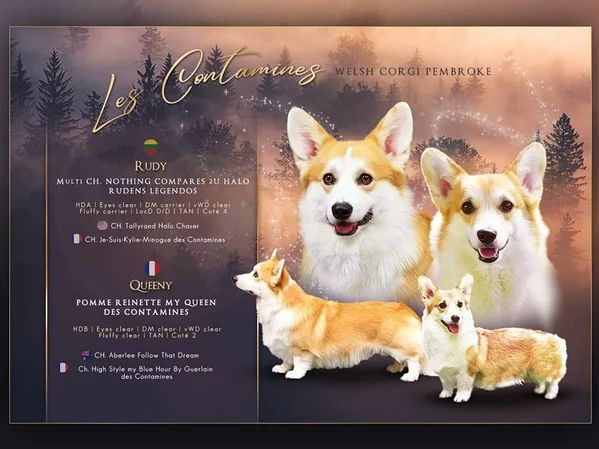 chiot Welsh Corgi Pembroke Des Doux Poilus