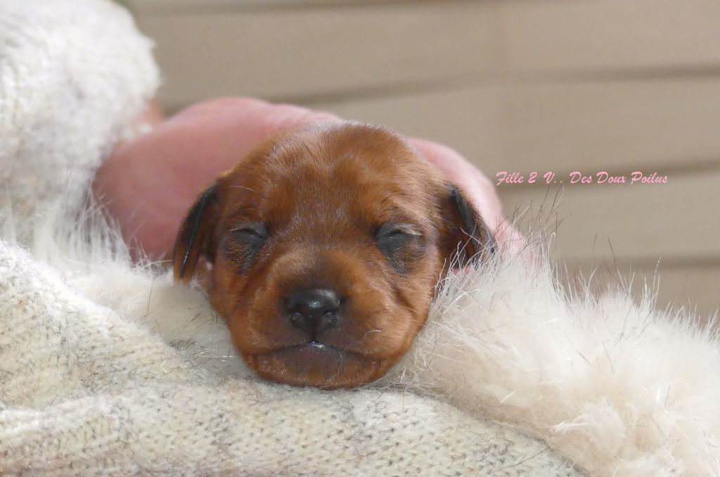 Des Doux Poilus - Chiot disponible  - Pinscher nain