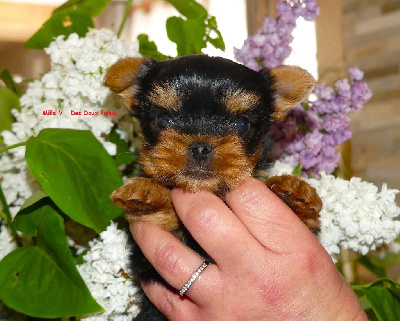 Des Doux Poilus - Yorkshire Terrier - Portée née le 05/04/2024