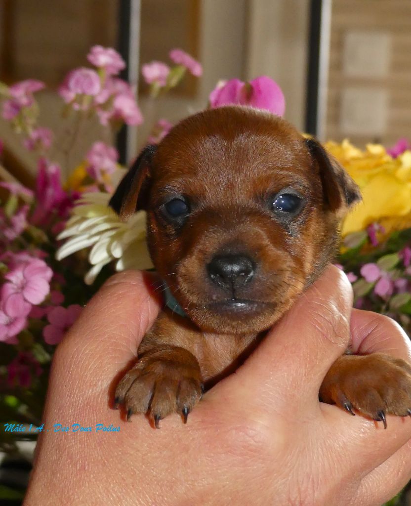Des Doux Poilus - Chiots disponibles - Pinscher nain
