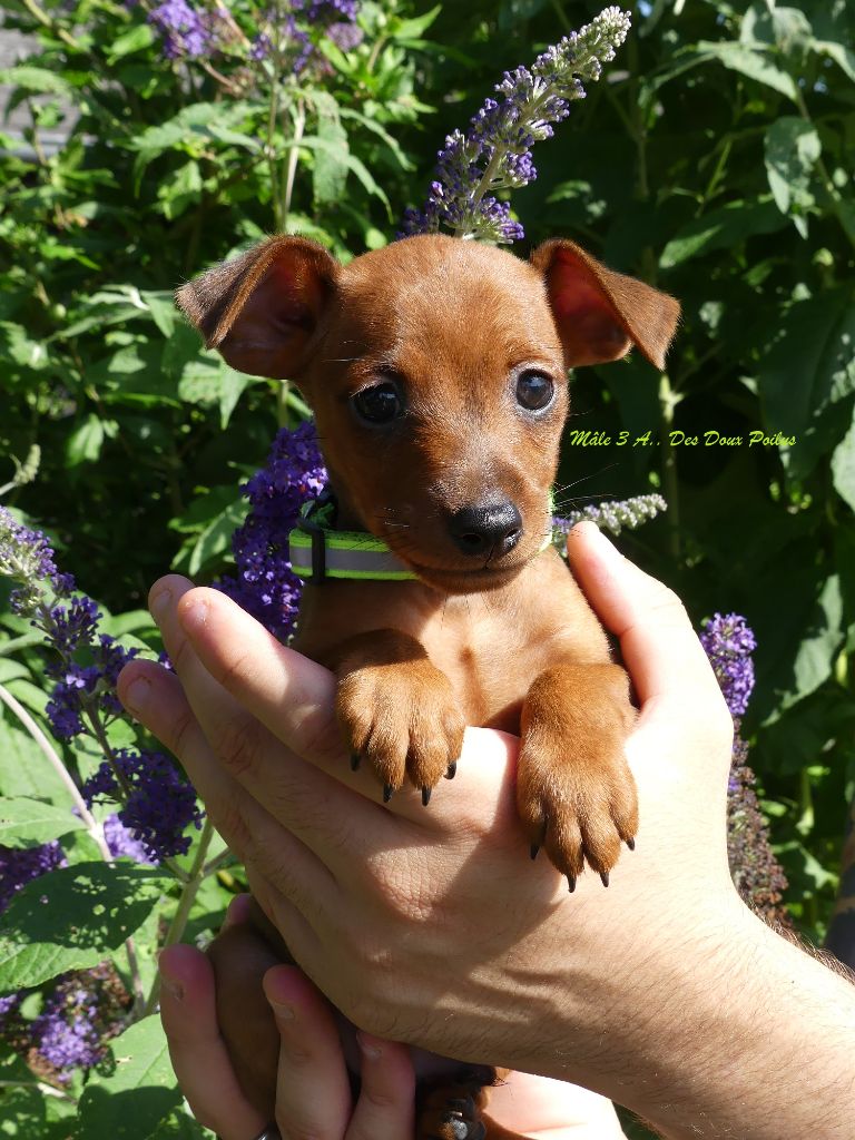 Des Doux Poilus - Chiots disponibles - Pinscher nain