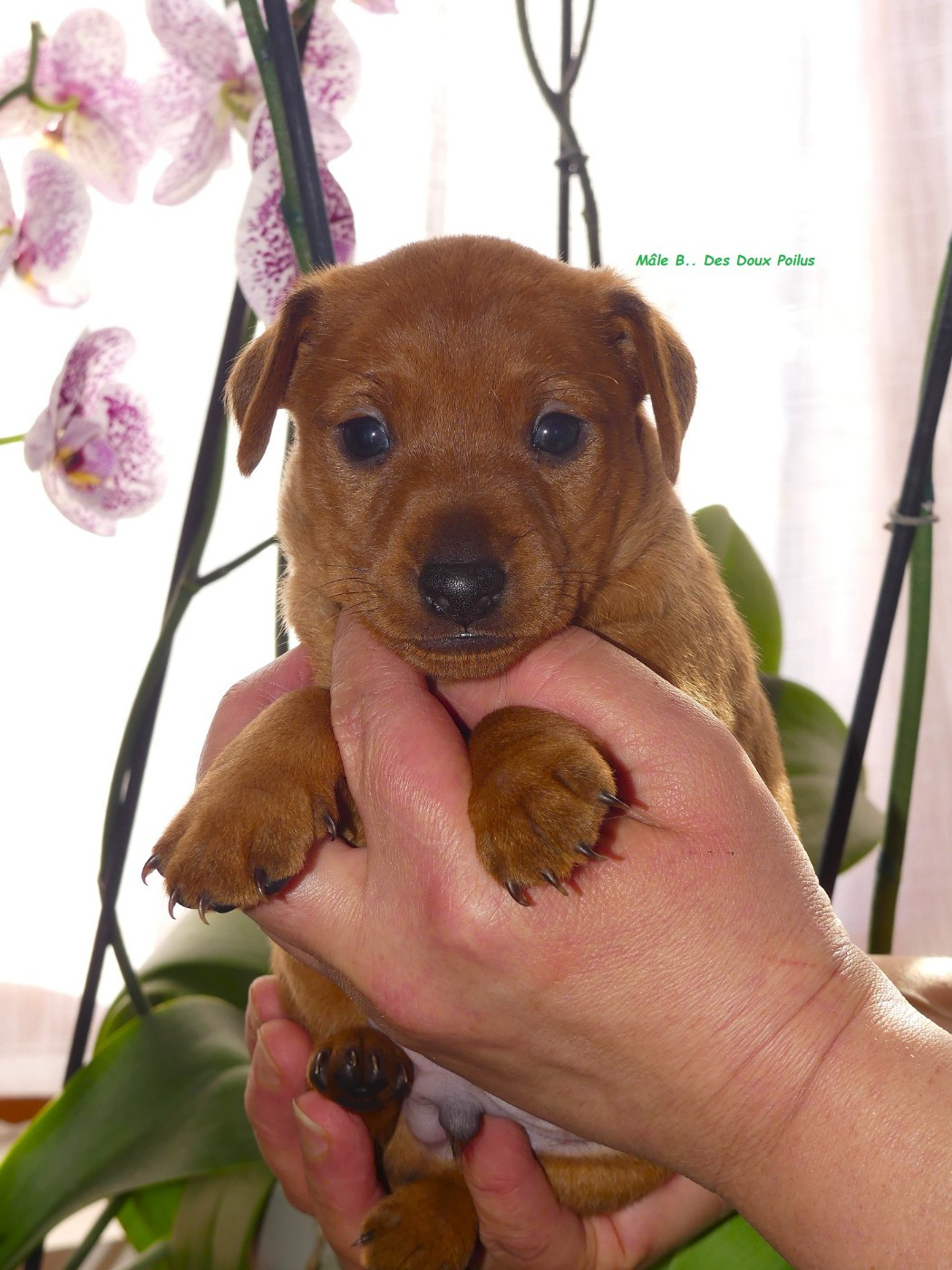 Des Doux Poilus - Chiots disponibles - Pinscher nain