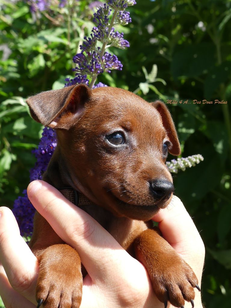 Des Doux Poilus - Chiots disponibles - Pinscher nain