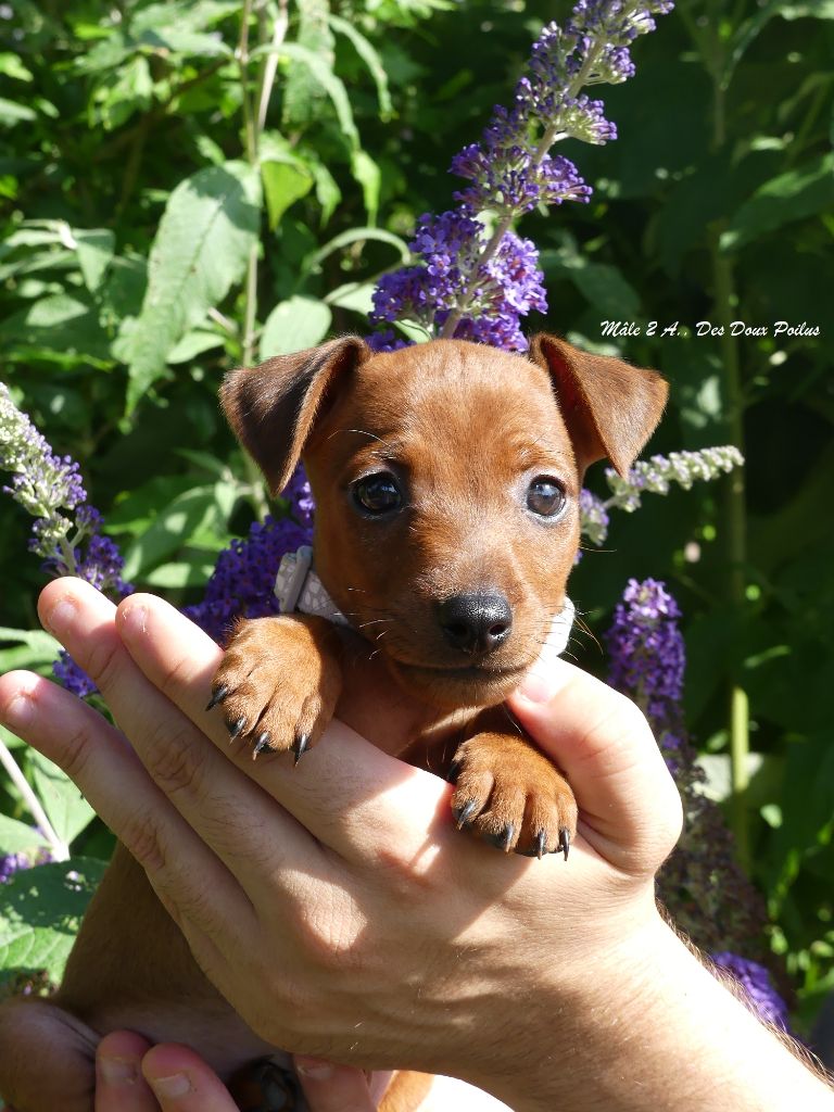 Des Doux Poilus - Chiots disponibles - Pinscher nain