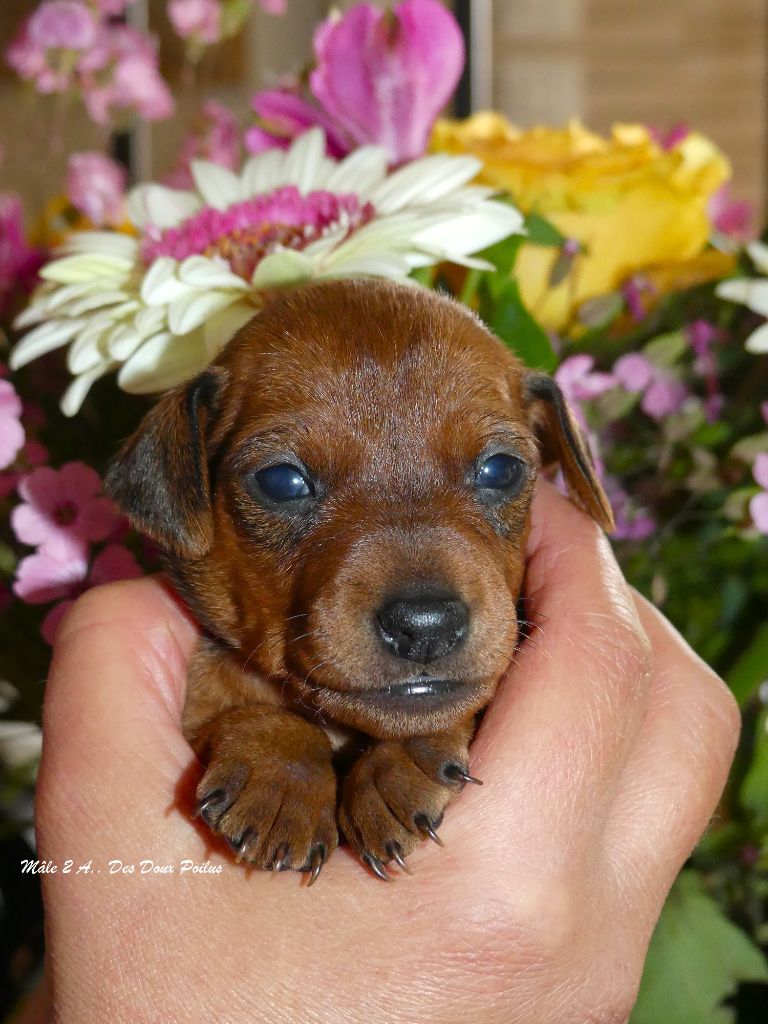 Des Doux Poilus - Chiots disponibles - Pinscher nain