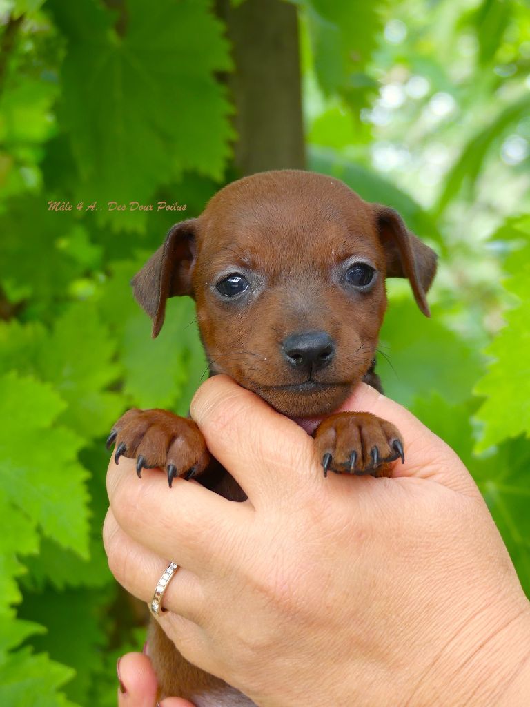 Des Doux Poilus - Chiots disponibles - Pinscher nain