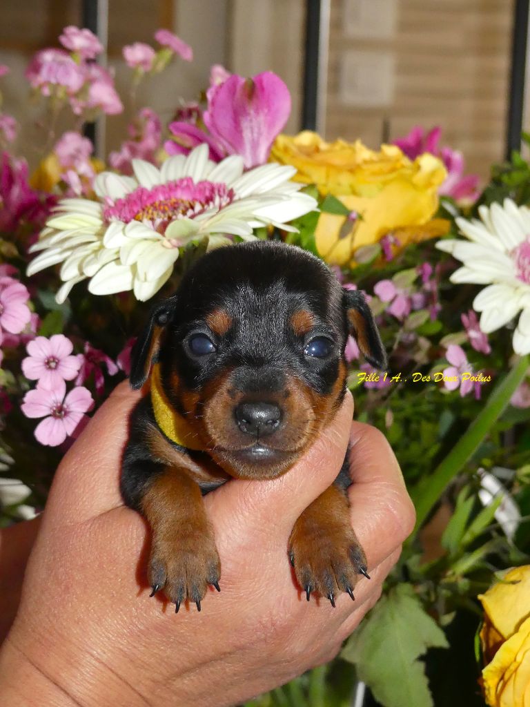 Des Doux Poilus - Chiots disponibles - Pinscher nain