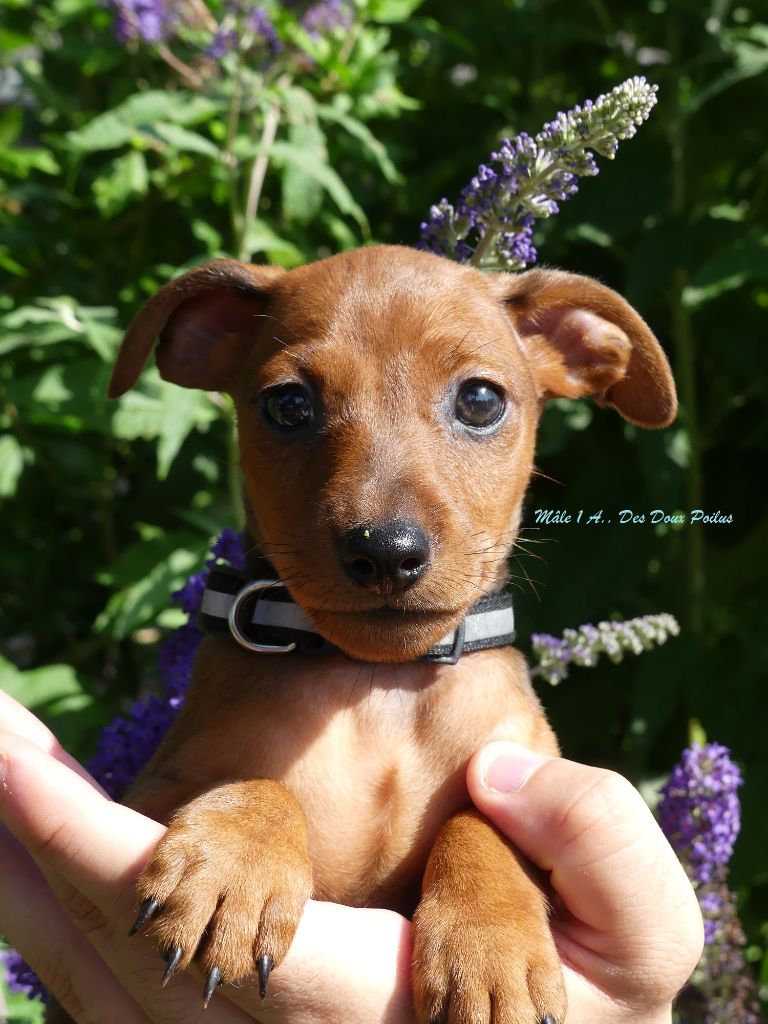 Des Doux Poilus - Chiots disponibles - Pinscher nain