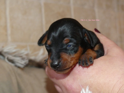 Aurélia Ophrys A New Moon