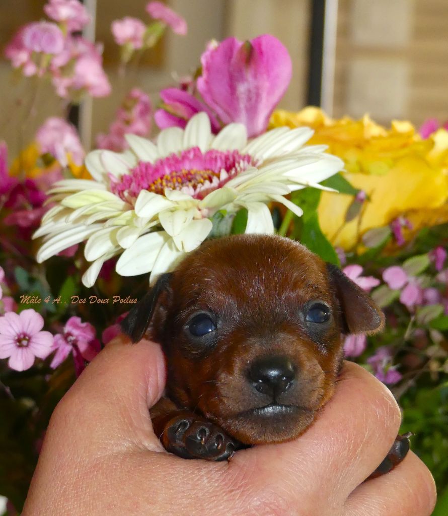 Des Doux Poilus - Chiots disponibles - Pinscher nain