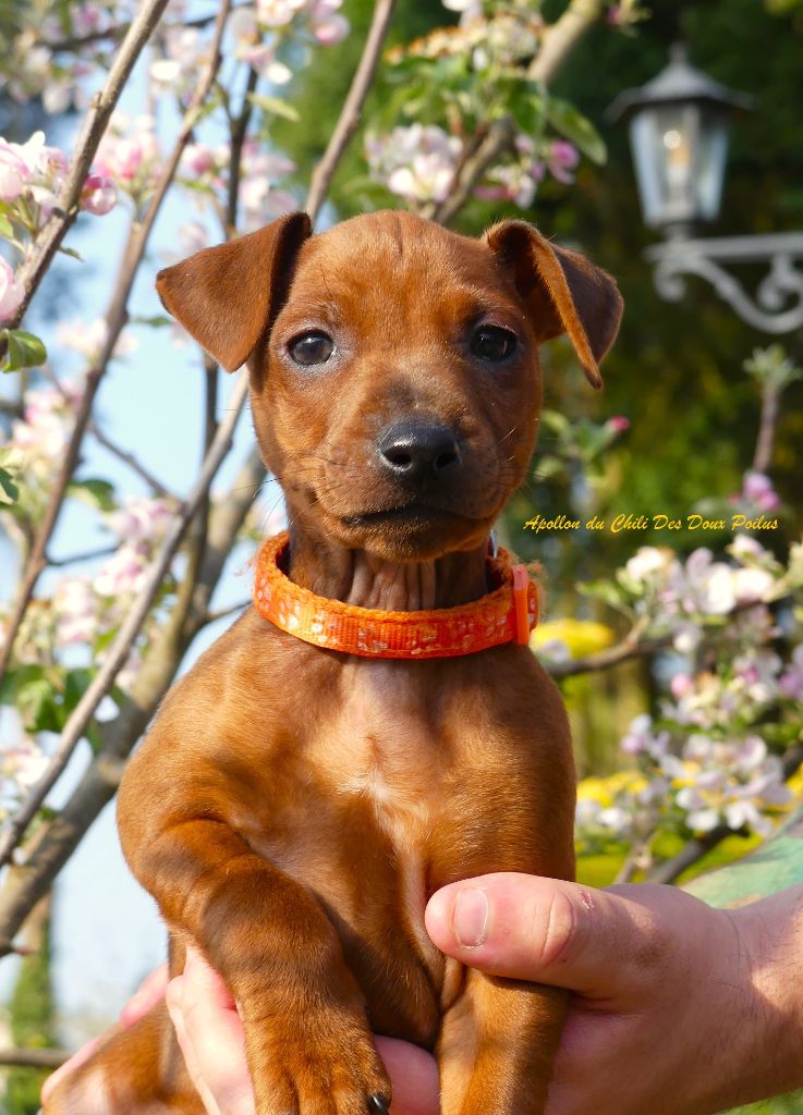 Des Doux Poilus - Pinscher nain - Portée née le 03/03/2025