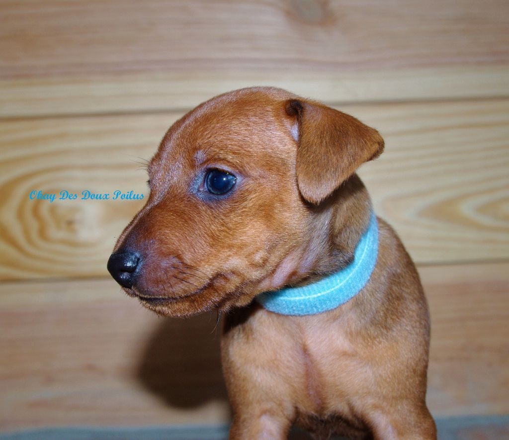 Chiot Pinscher nain Des Doux Poilus