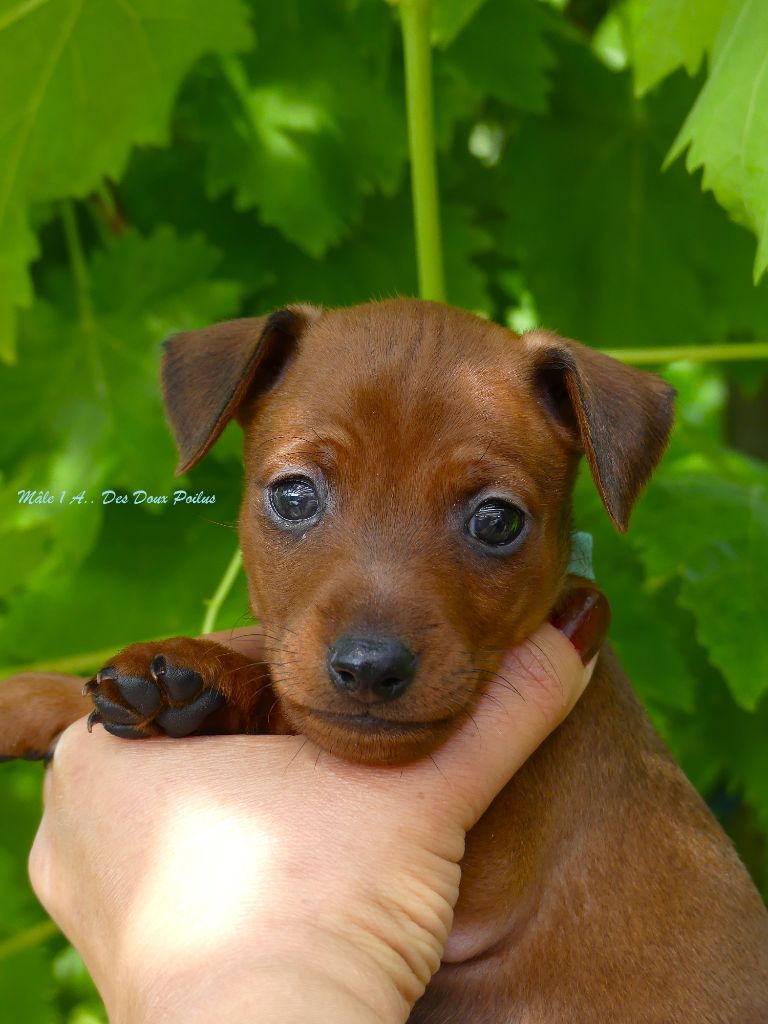 Des Doux Poilus - Chiots disponibles - Pinscher nain