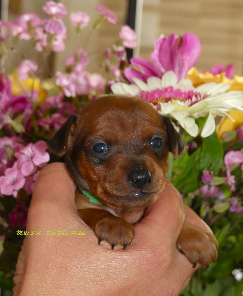 Des Doux Poilus - Chiots disponibles - Pinscher nain