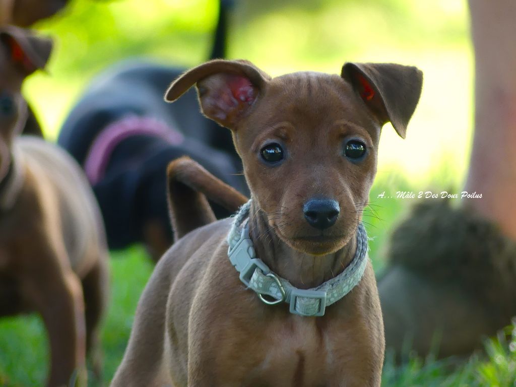 Des Doux Poilus - Chiots disponibles - Pinscher nain
