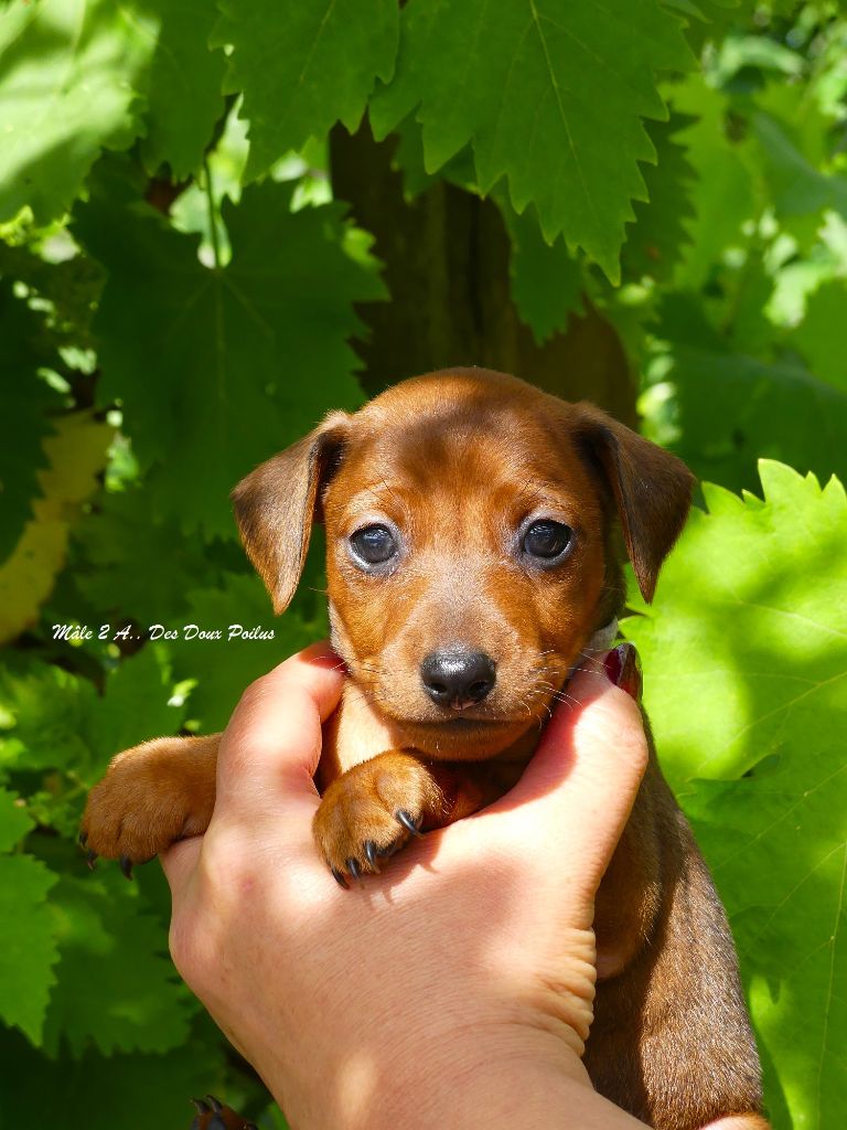 Des Doux Poilus - Chiots disponibles - Pinscher nain