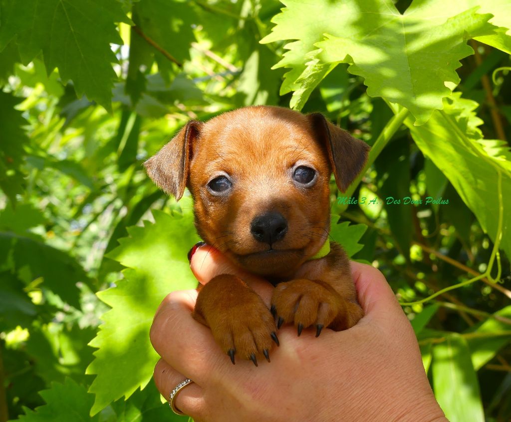 Des Doux Poilus - Chiots disponibles - Pinscher nain