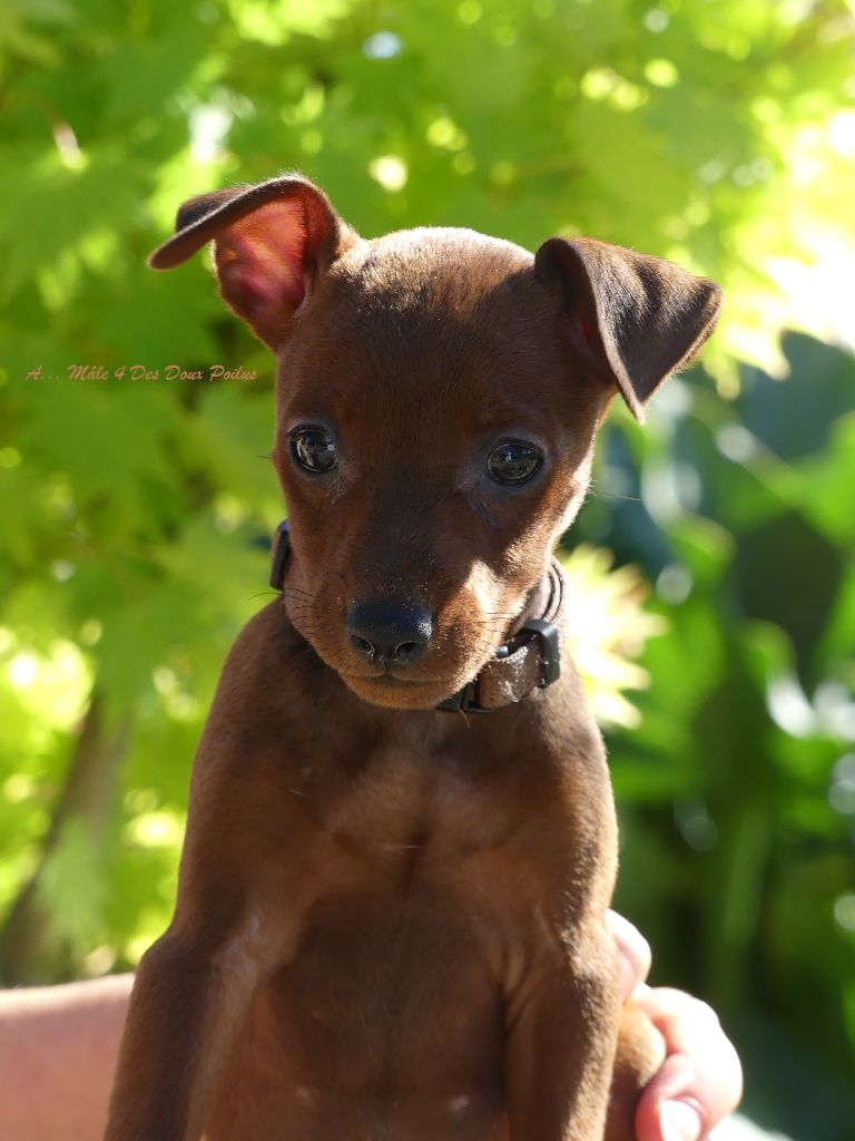 Des Doux Poilus - Chiots disponibles - Pinscher nain